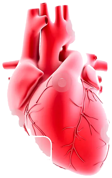 Anatomical heart